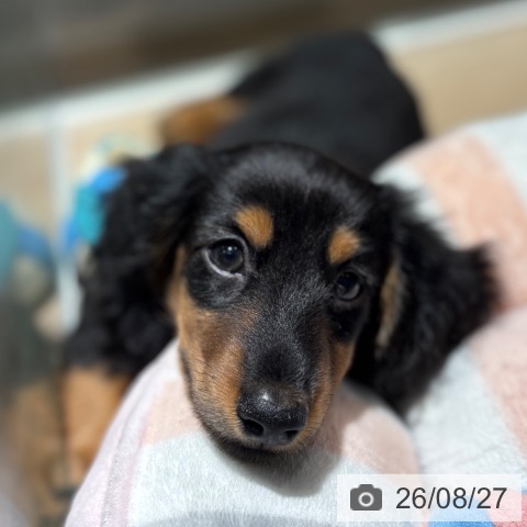 兵庫県のカニンヘンダックスフンド(ロング) (ペットプラス 神戸三宮店/2026年6月22日生まれ/男の子/ブラックタン)の子犬の3枚目の画像