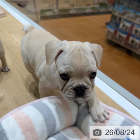 フレンチ・ブルドッグの写真