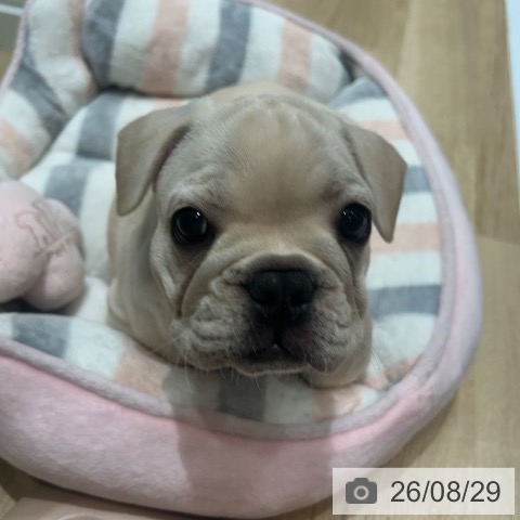 フレンチ・ブルドッグの写真