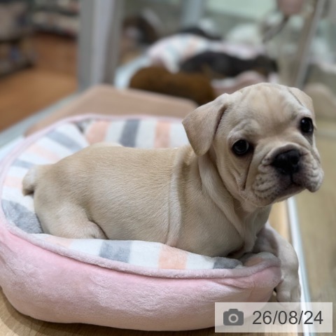 フレンチ・ブルドッグの写真