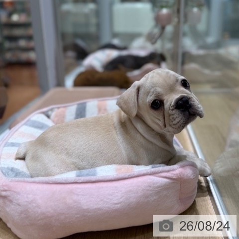 フレンチ・ブルドッグの写真