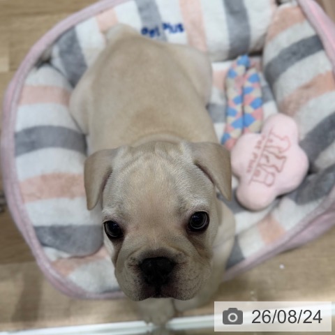 フレンチ・ブルドッグの写真
