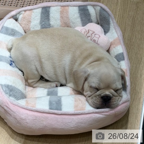 フレンチ・ブルドッグの写真
