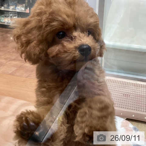 大阪府のトイプードル(トイ) (ペットプラス 四條畷店/2026年6月19日生まれ/男の子/レッドフォーン)の子犬の4枚目の画像