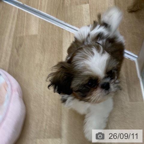 大阪府のシーズー (ペットプラス 鶴見店/2026年6月20日生まれ/女の子/ゴールドホワイト)の子犬の3枚目の画像