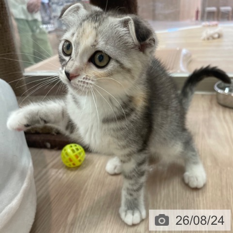 スコティッシュフォールドの写真