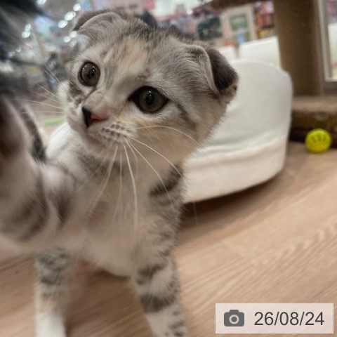 スコティッシュフォールドの写真