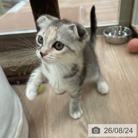 スコティッシュフォールドの写真