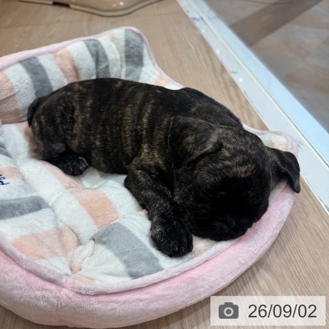 フレンチ・ブルドッグの写真