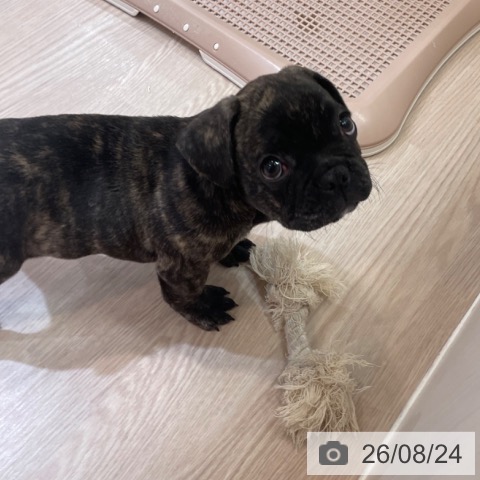 フレンチ・ブルドッグの写真