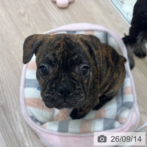 フレンチ・ブルドッグの写真