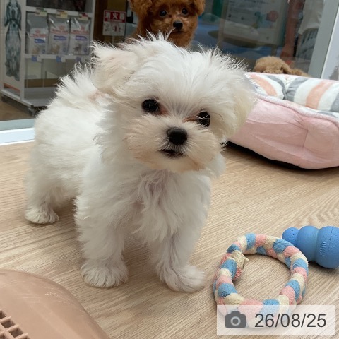 マルチーズの写真