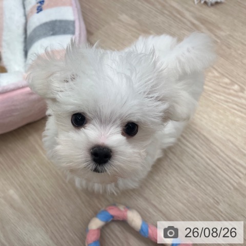 京都府のマルチーズ (ペットプラス 京都桂川店/2026年6月22日生まれ/男の子/ホワイト)の子犬の4枚目の画像