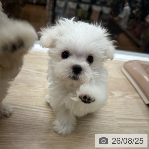 京都府のマルチーズ (ペットプラス 京都桂川店/2026年6月22日生まれ/男の子/ホワイト)の子犬の3枚目の画像