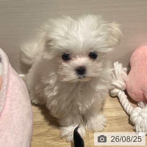 兵庫県のマルチーズ (ペットプラス 神戸三宮店/2026年6月22日生まれ/女の子/ホワイト)の子犬の3枚目の画像