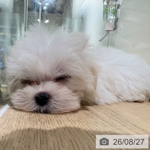 兵庫県のマルチーズ (ペットプラス 神戸三宮店/2026年6月22日生まれ/女の子/ホワイト)の子犬の3枚目の画像