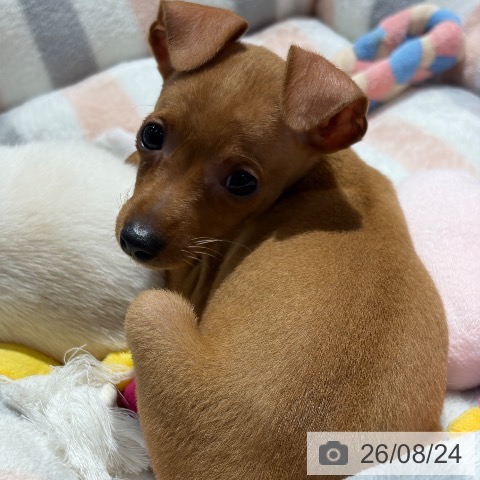 ミニチュア・ピンシャーの写真