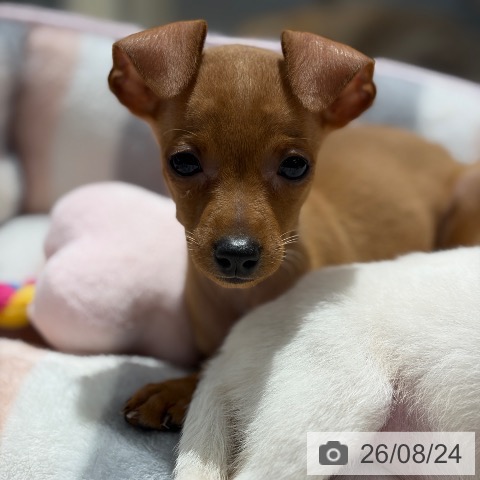 ミニチュア・ピンシャーの写真