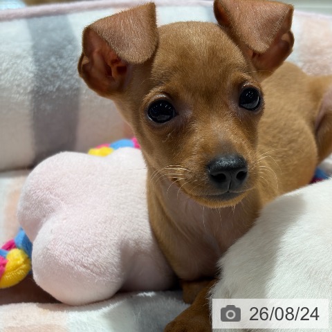ミニチュア・ピンシャーの写真