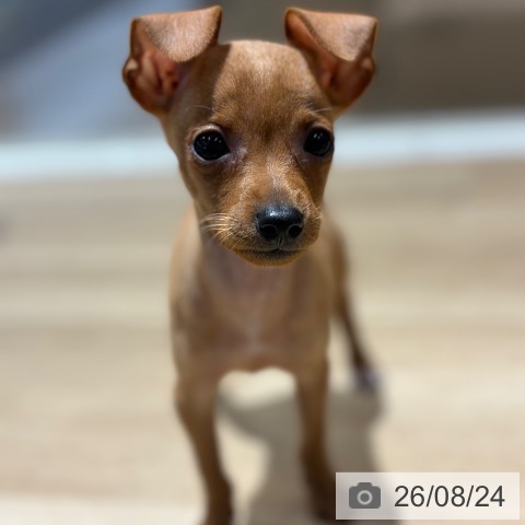ミニチュア・ピンシャーの写真