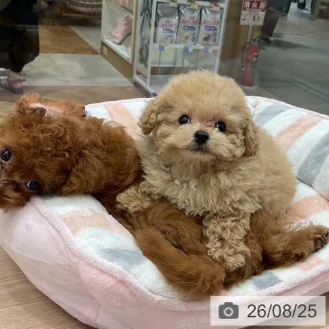大阪府のトイプードル(トイ) (ペットプラス ららぽーと和泉店/2026年6月14日生まれ/男の子/オレンジフォーン)の子犬の4枚目の画像