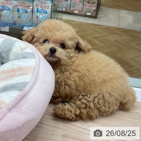 大阪府のトイプードル(トイ) (ペットプラス ららぽーと和泉店/2026年6月14日生まれ/男の子/オレンジフォーン)の子犬の3枚目の画像