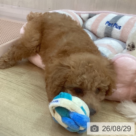 兵庫県のトイプードル(トイ) (ペットプラス 姫路大津店/2026年6月20日生まれ/女の子/レッドフォーン)の子犬の3枚目の画像