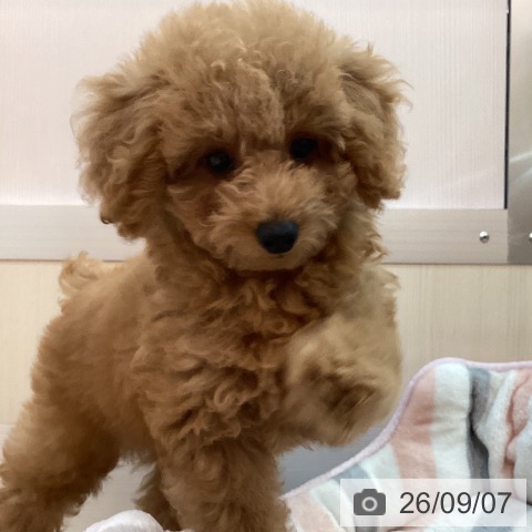 兵庫県のトイプードル(トイ) (ペットプラス 姫路大津店/2026年6月20日生まれ/女の子/レッドフォーン)の子犬の4枚目の画像