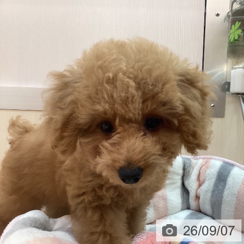 兵庫県のトイプードル(トイ) (ペットプラス 姫路大津店/2026年6月20日生まれ/女の子/レッドフォーン)の子犬の3枚目の画像