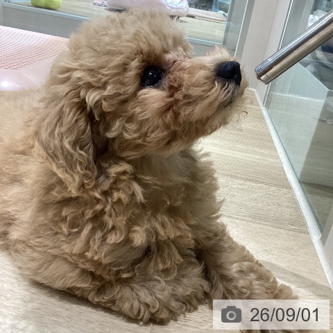 新潟県のトイプードル(トイ) (ペットプラス 新潟亀田インター店/2026年6月20日生まれ/女の子/オレンジフォーン)の子犬の3枚目の画像