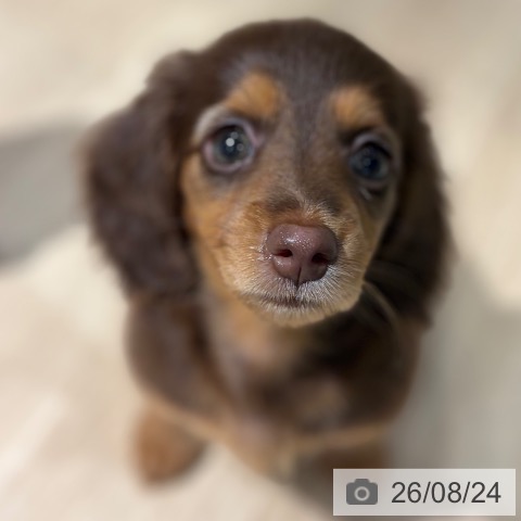 ミニチュア・ダックスフンドの写真