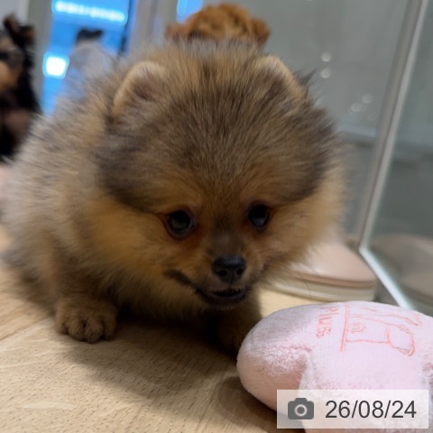 ポメラニアンの写真