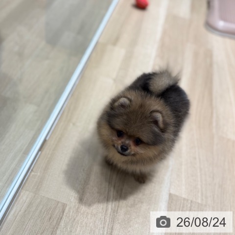 ポメラニアンの写真