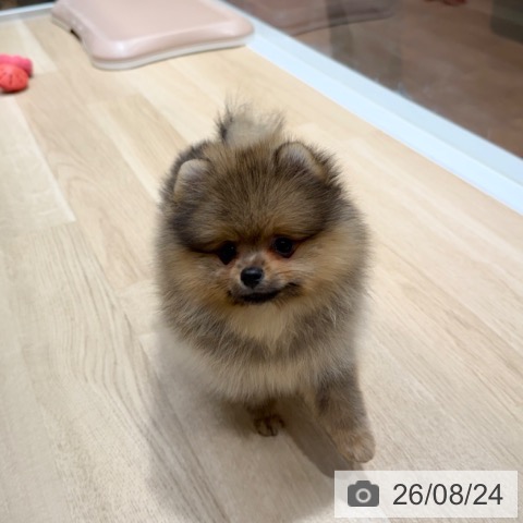 ポメラニアンの写真