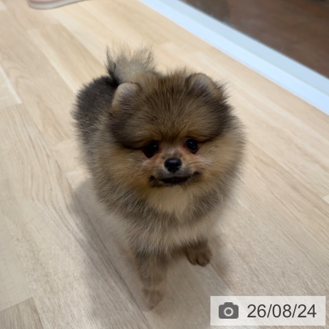 ポメラニアンの写真
