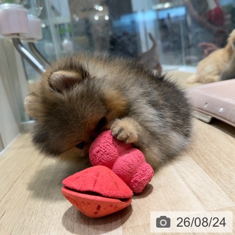 ポメラニアンの写真