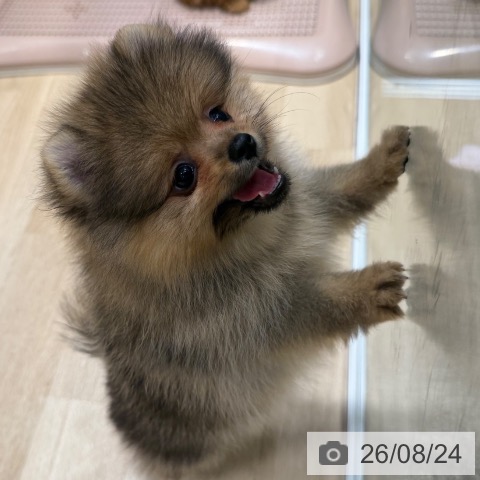 ポメラニアンの写真