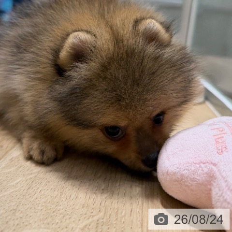 ポメラニアンの写真