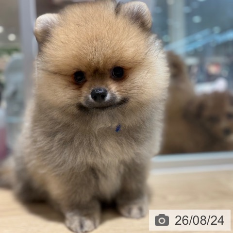 ポメラニアンの写真
