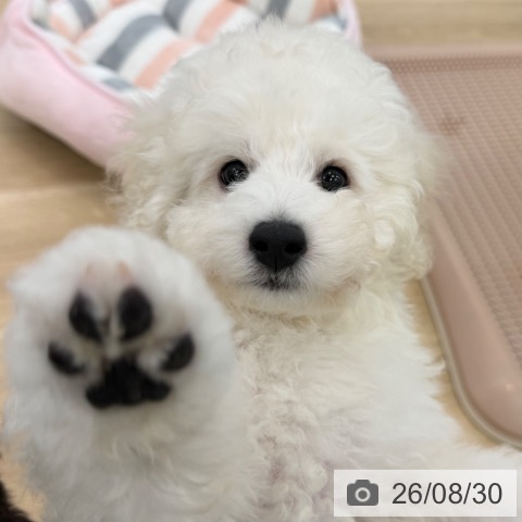 大阪府のトイプードル(トイ) (ペットプラス 松原店/2026年6月21日生まれ/男の子/ホワイト)の子犬の3枚目の画像