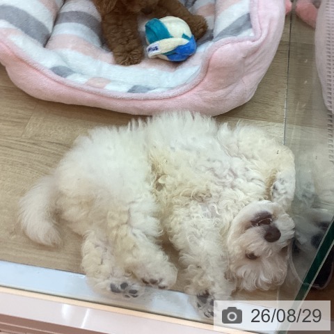兵庫県のトイプードル(トイ) (ペットプラス 姫路大津店/2026年6月22日生まれ/男の子/ホワイト)の子犬の4枚目の画像