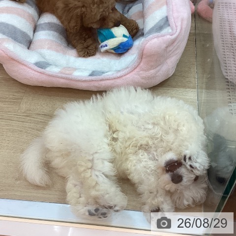 兵庫県のトイプードル(トイ) (ペットプラス 姫路大津店/2026年6月22日生まれ/男の子/ホワイト)の子犬の3枚目の画像