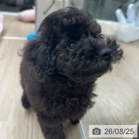 京都府のトイプードル(トイ) (ペットプラス 京都桂川店/2026年6月22日生まれ/男の子/ブラック)の子犬の3枚目の画像