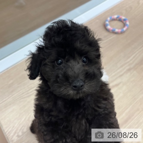 京都府のトイプードル(トイ) (ペットプラス 京都桂川店/2026年6月22日生まれ/男の子/ブラック)の子犬の4枚目の画像