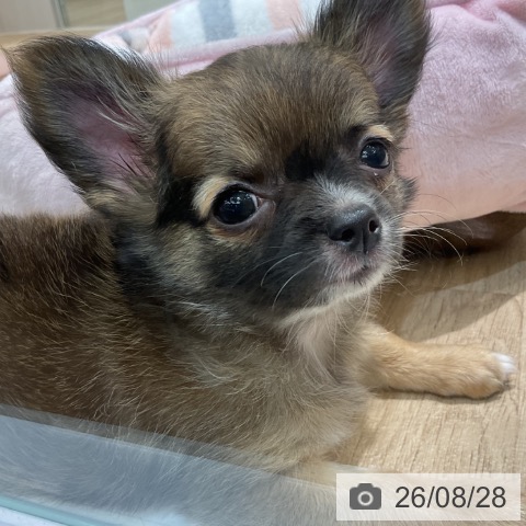 新潟県のチワワ(ロング) (ペットプラス 新潟亀田インター店/2026年6月23日生まれ/男の子/レッド)の子犬の4枚目の画像