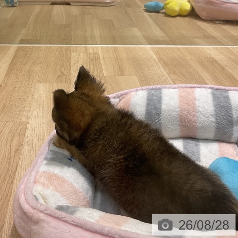 新潟県のチワワ(ロング) (ペットプラス 新潟亀田インター店/2026年6月23日生まれ/男の子/レッド)の子犬の3枚目の画像