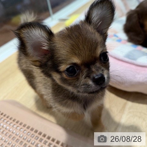 大阪府のチワワ(ロング) (ペットプラス 四條畷店/2026年6月23日生まれ/女の子/レッド)の子犬の4枚目の画像