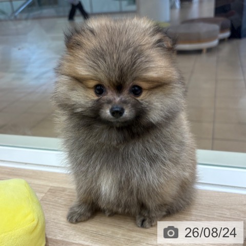 ポメラニアンの写真