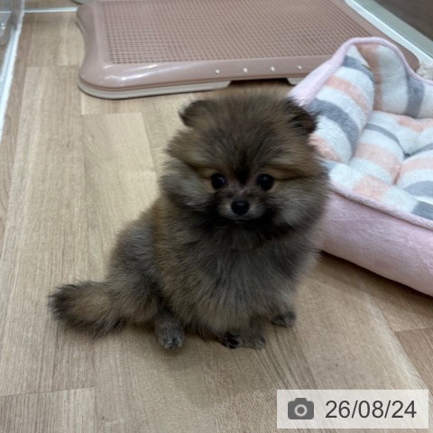 ポメラニアンの写真
