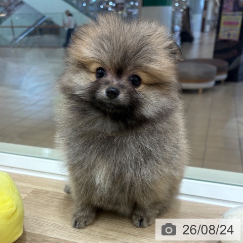 ポメラニアンの写真